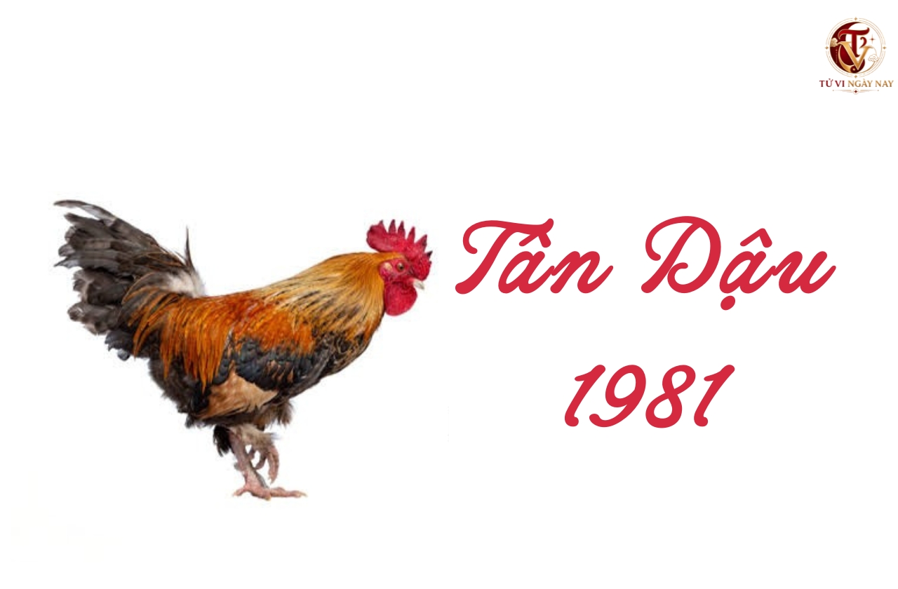 Xem tử vi trọn đời tuổi Tân Dậu 1981 nữ mạng chi tiết chính xác